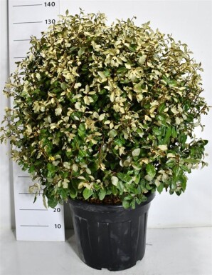 Elaeagnus ebbingei 'Compacta' forme boule 70-80 cm C55
