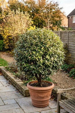 Elaeagnus ebbingei 'Compacta' forme boule 70-80 cm C55