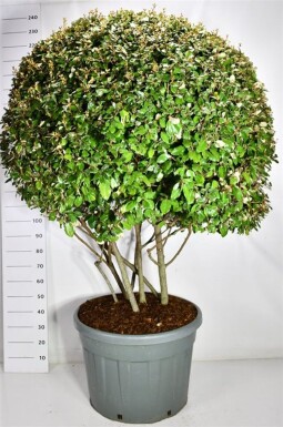 Elaeagnus ebbingei à plusieurs troncs 180 cm C150
