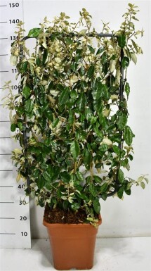 Elaeagnus ebbingei écran 100 cm C18