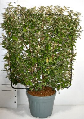 Elaeagnus ebbingei écran 120 cm C45