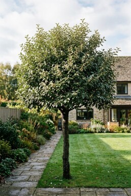 Elaeagnus ebbingei écran 120 cm C45