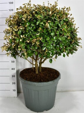 Elaeagnus ebbingei multicaule 70-80 cm C55