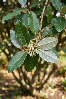 Elaeagnus ebbingei multicaule 70-80 cm C55
