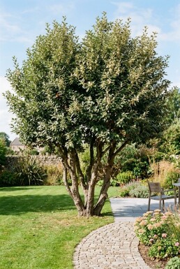 Elaeagnus ebbingei à plusieurs tiges 120-130 cm C90