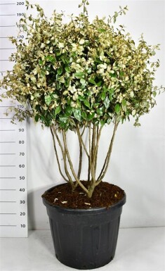 Elaeagnus ebbingei à plusieurs tiges 120-130 cm C90