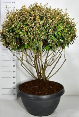 Elaeagnus ebbingei à plusieurs troncs 120-130 cm C90