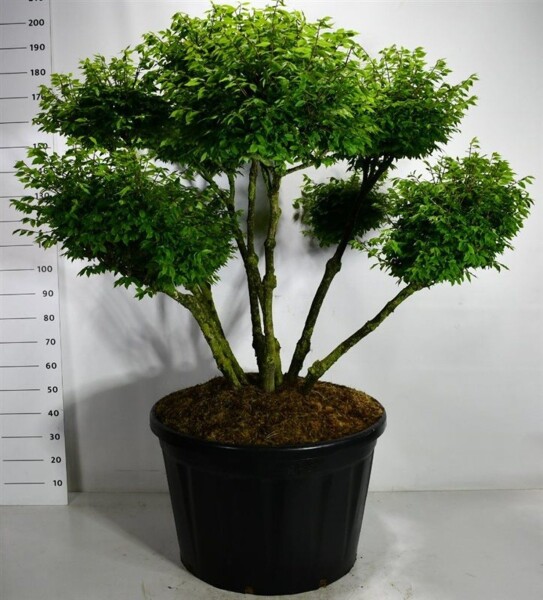 Euonymus alatus 'Compactus' bonsaï 100-125 cm C230