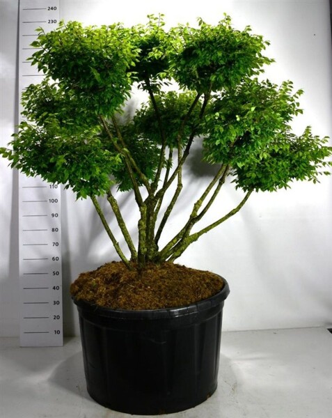 Euonymus alatus 'Compactus' bonsaï 125-150 cm C280
