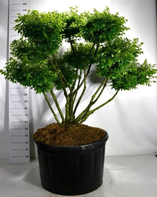 Euonymus alatus 'Compactus' bonsaï 125-150 cm C280