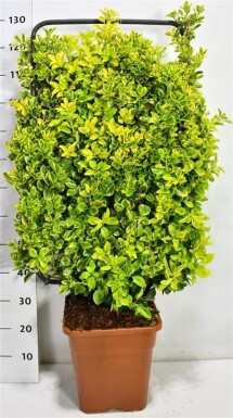 Euonymus japonicus 'Aureus' écran 100 cm C18