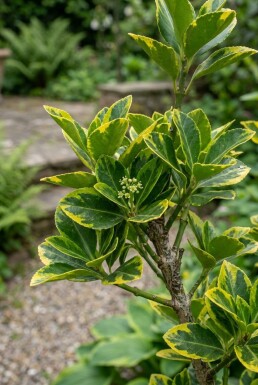 Euonymus japonicus 'Aureus' écran 100 cm C18