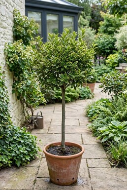 Euonymus japonicus 'Aureus' sur tige 80-90 cm C18