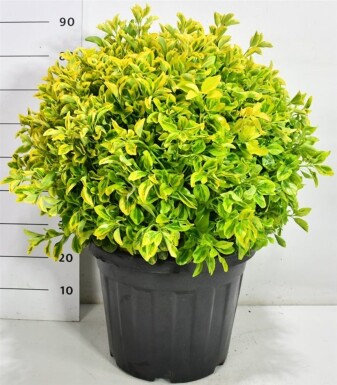 Euonymus japonicus 'Aureus' boule 60-70 cm C35
