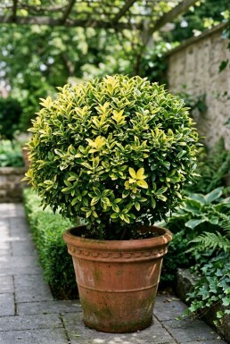 Euonymus japonicus 'Aureus' boule 60-70 cm C35