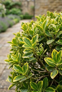 Euonymus japonicus 'Aureus' boule 60-70 cm C35