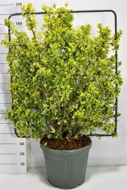 Euonymus japonicus 'Aureus' écran 120 cm C45