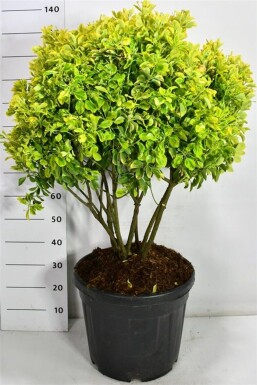Euonymus japonicus 'Aureus' à plusieurs tiges 90-100 cm C45
