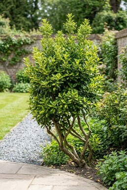 Euonymus japonicus 'Aureus' à plusieurs tiges 90-100 cm C45