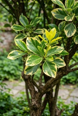 Euonymus japonicus 'Aureus' à plusieurs tiges 90-100 cm C45