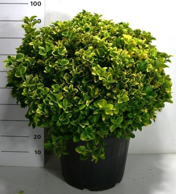 Euonymus japonicus 'Aureus' boule 60-80 cm C50