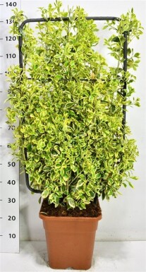 Euonymus japonicus 'Bravo' forme écran 100 cm C18