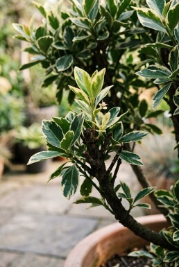 Euonymus japonicus 'Bravo' forme écran 100 cm C18