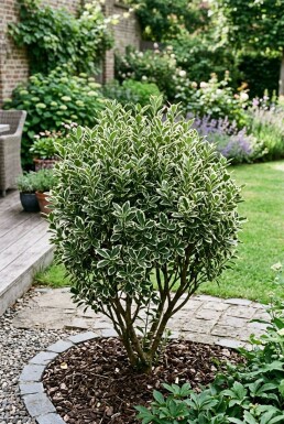 Euonymus japonicus 'Bravo' arbuste 80-100 cm C18