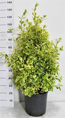 Euonymus japonicus 'Bravo' arbuste 80-100 cm C18