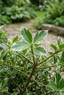 Euonymus japonicus 'Bravo' arbuste 80-100 cm C18