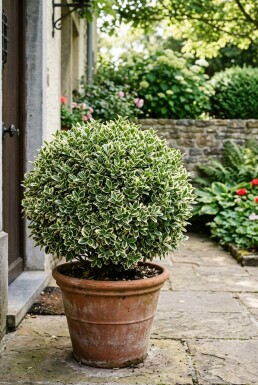 Euonymus japonicus 'Bravo' boule 50-60 cm C45