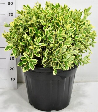 Euonymus japonicus 'Bravo' boule 50-60 cm C45