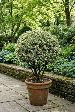 Euonymus japonicus 'Bravo' boule 50-60 cm C45