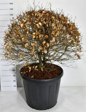 Fagus sylvatica 'Atropunicea' forme boule 80-90 cm C130