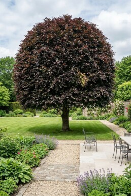 Fagus sylvatica 'Atropunicea' boule 90-100 cm C130