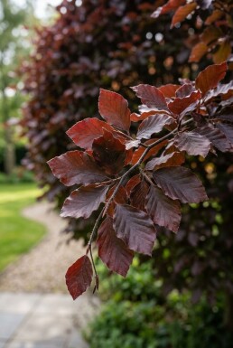 Fagus sylvatica 'Atropunicea' boule 90-100 cm C130