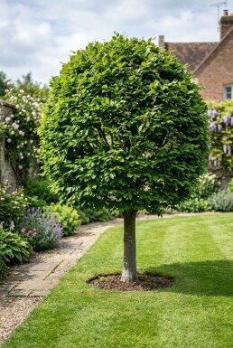 Fagus sylvatica forme boule 80-90 cm C130