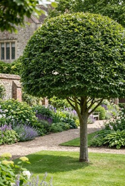 Fagus sylvatica forme boule 80-90 cm C130