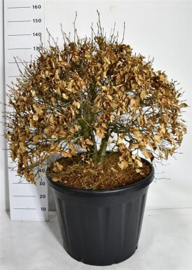 Fagus sylvatica boule 90-100 cm C130