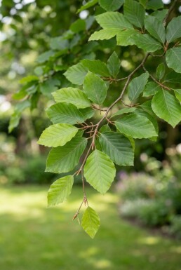 Fagus sylvatica boule 90-100 cm C130