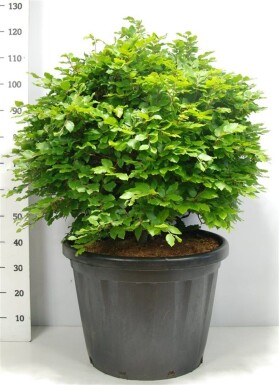 Fagus sylvatica boule 80-90 cm C80