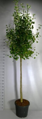 Ginkgo biloba 'Autumn Gold' sur tige 120-140 cm C55