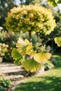 Ginkgo biloba 'Autumn Gold' sur tige 120-140 cm C55