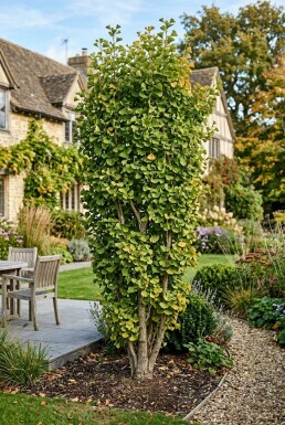 Ginkgo biloba 'Fastigiata Blagon' arbuste 60-80 cm C13