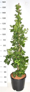 Ginkgo biloba 'Fastigiata Blagon' arbuste 80-100 cm C13