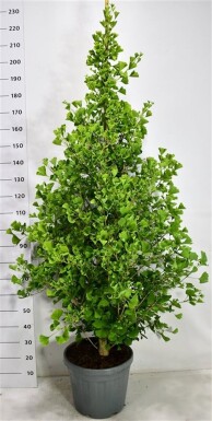 Ginkgo biloba 'Fastigiata Blagon' arbuste 125-150 cm C25