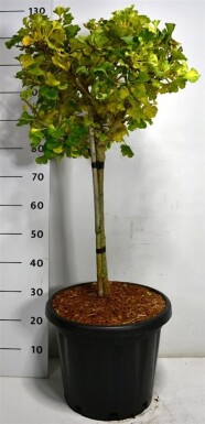 Ginkgo biloba 'Mariken' sur tige 40 cm C25