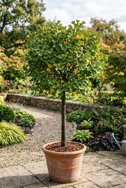 Ginkgo biloba 'Mariken' sur tige 150 cm C65