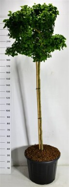 Ginkgo biloba 'Mariken' sur tige 150 cm C65