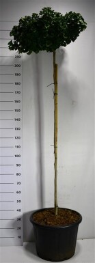 Ginkgo biloba 'Mariken' sur tige 80 cm C65